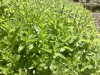Menta