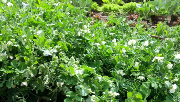 Guisantes
