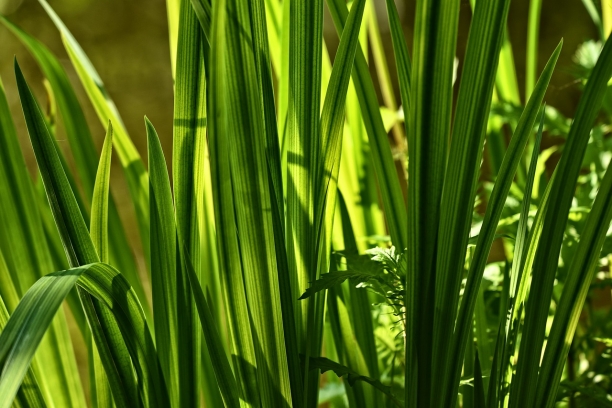El c&aacute;lamo arom&aacute;tico, digestivo y mejora el apetito