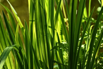 El c&aacute;lamo arom&aacute;tico, digestivo y mejora el apetito