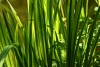El c&aacute;lamo arom&aacute;tico, digestivo y mejora el apetito