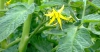 Flor del tomate