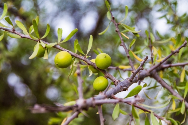 Fruto del arg&aacute;n