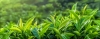 T&eacute; verde