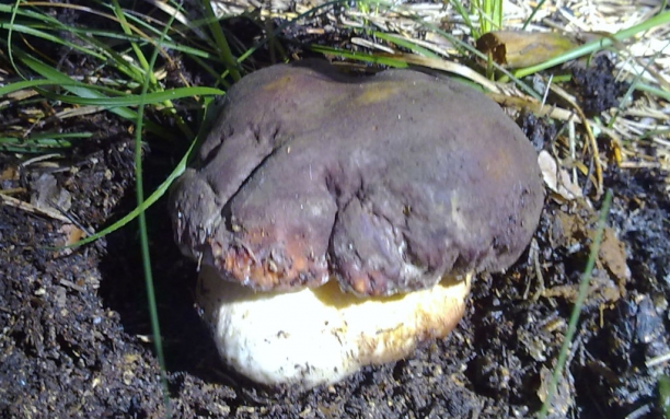 Boletus Edulis