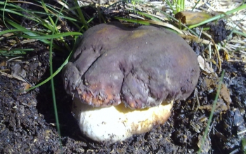 Boletus Edulis