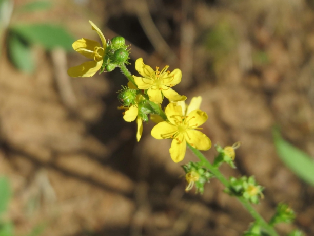 Agrimonia