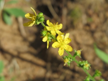 Agrimonia