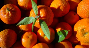 Mandarina