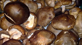Shiitake