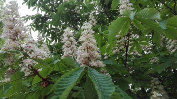 Casta&ntilde;o de Indias