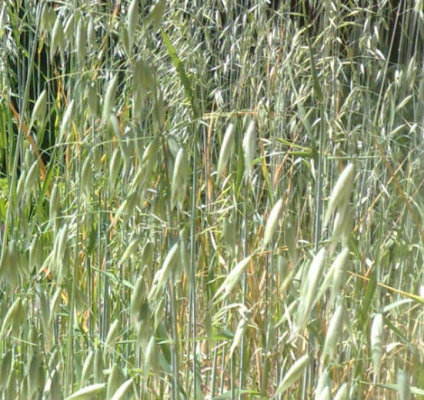Avena
