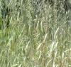 Avena