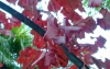 Hojas de vid roja