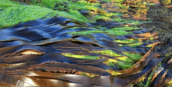 Alga cochayuyo o kelp