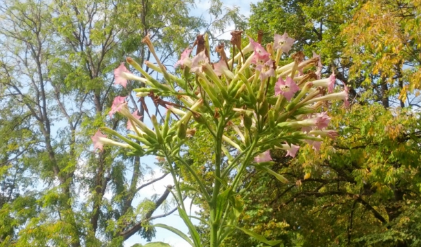 Planta del tabaco
