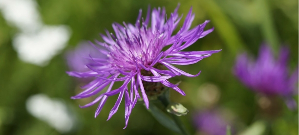 Centaurea &aacute;spera
