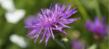 Centaurea &aacute;spera