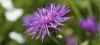 Centaurea &aacute;spera