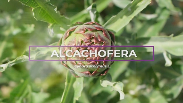 Alcachofera