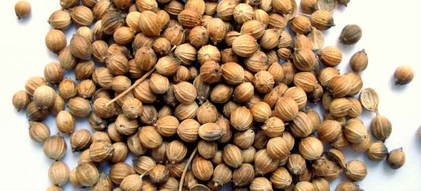 Coriandro o cilantro