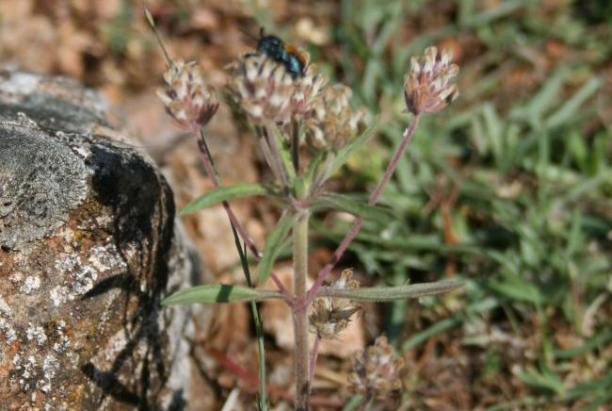 Zaragatona (plantago psyllium)
