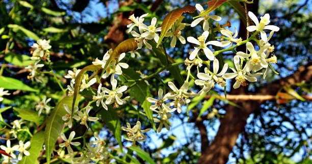 Neem