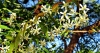 Neem