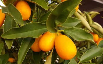 Naranjas