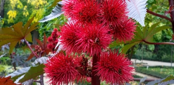 Flor del ricino