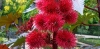 Flor del ricino