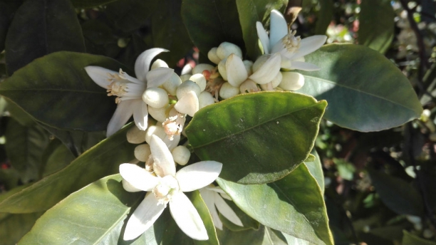 Flor de Azahar