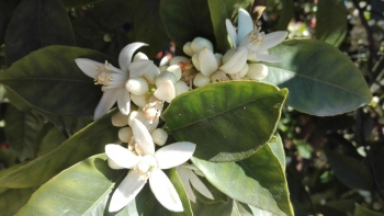 Flor de Azahar