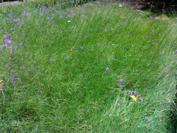 Verbena