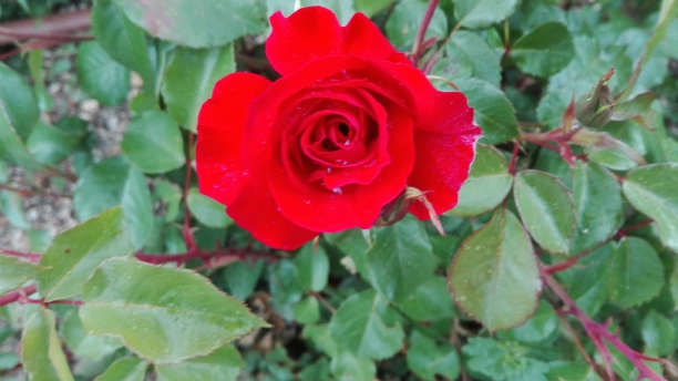 Rosa