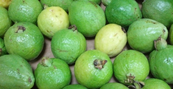 Guayaba
