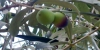 Aceitunas, fuente de vitamina E