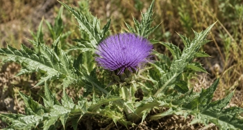 Alcachofera silvestre