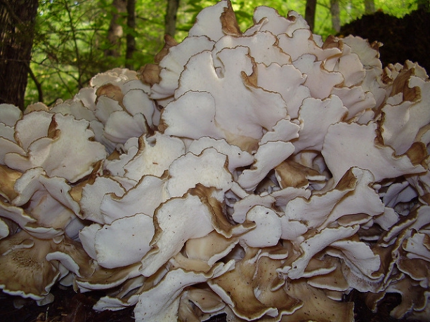 Hongo Maitake 