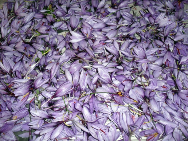 Flor de azafr&aacute;n