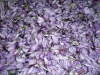 Flor de azafr&aacute;n