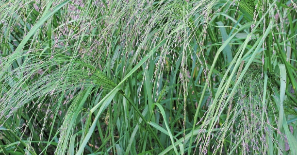 Teff