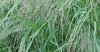 Teff