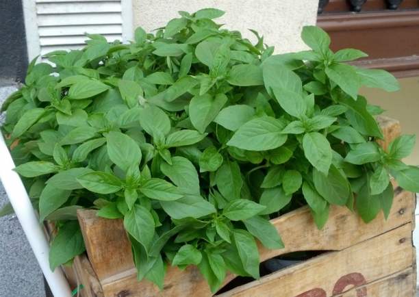 La albahaca, planta digestiva y antifatiga