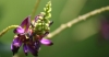 Flor de kuzu o kudzu