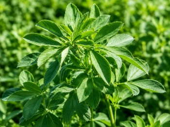 Alfalfa