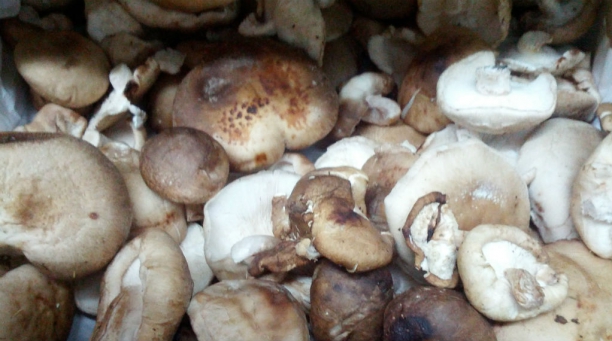 Shiitake