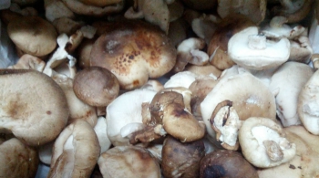 Shiitake