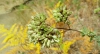 Oregano silvestre