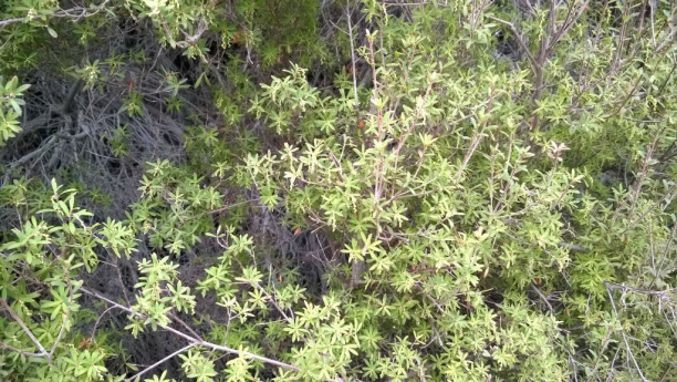 Manuka